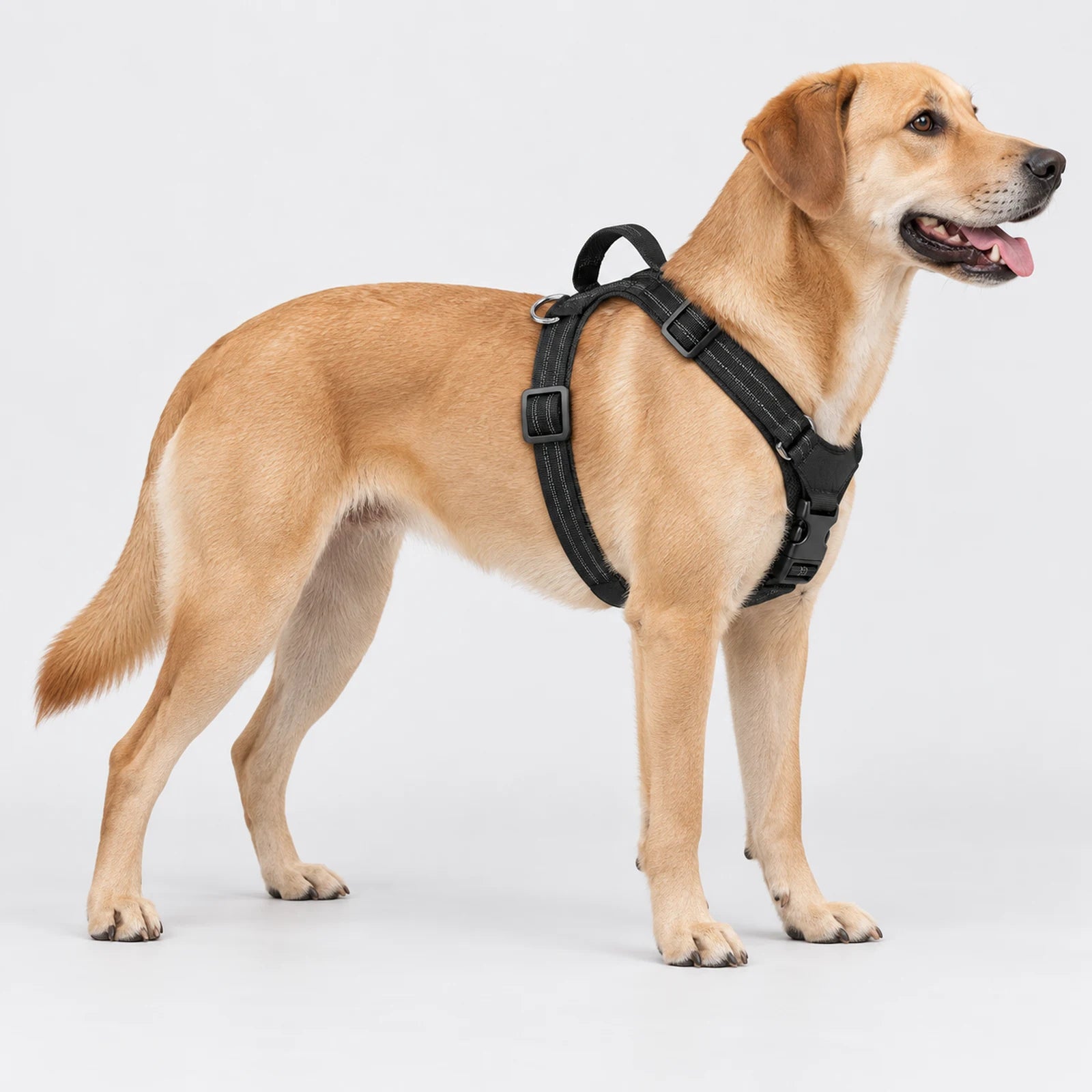 Zone di regolazione della pettorina Brave Pet
