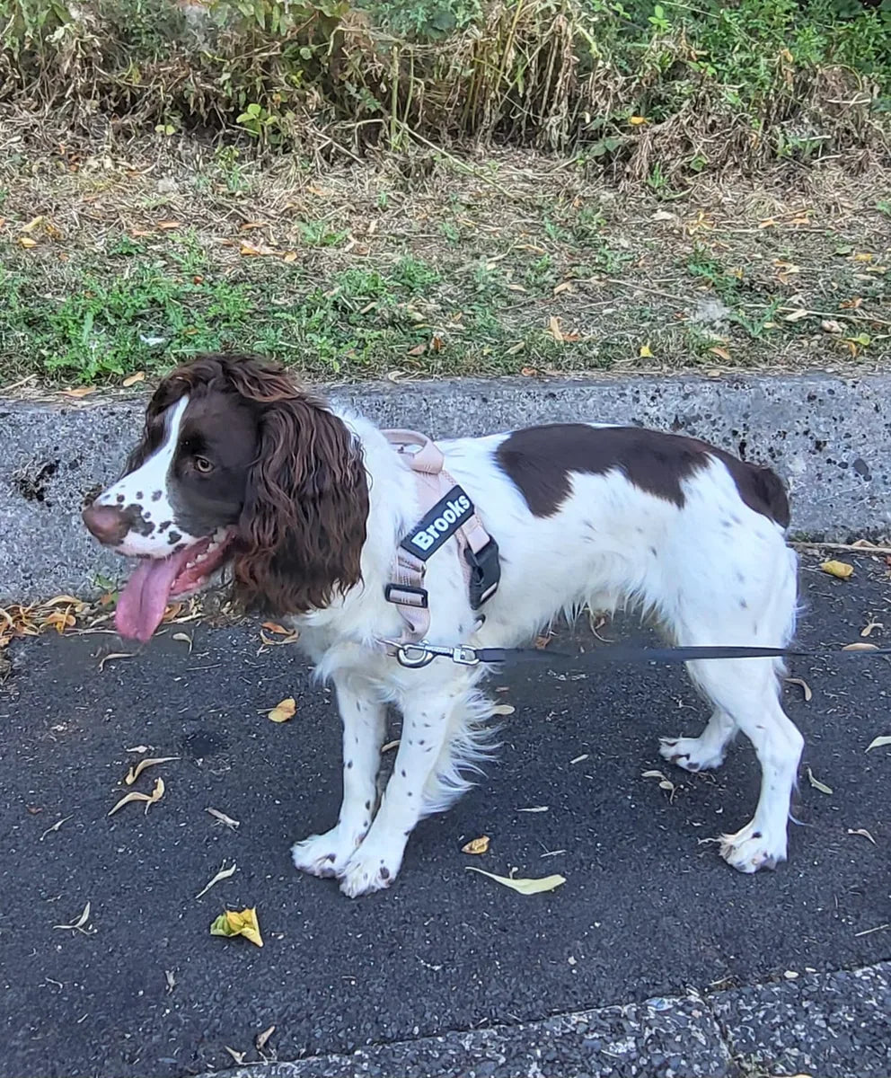 Foto di un cliente con il cane e la pettorina Brave Pet