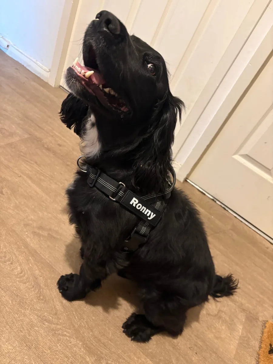 Foto di un cliente con il cane e la pettorina Brave Pet