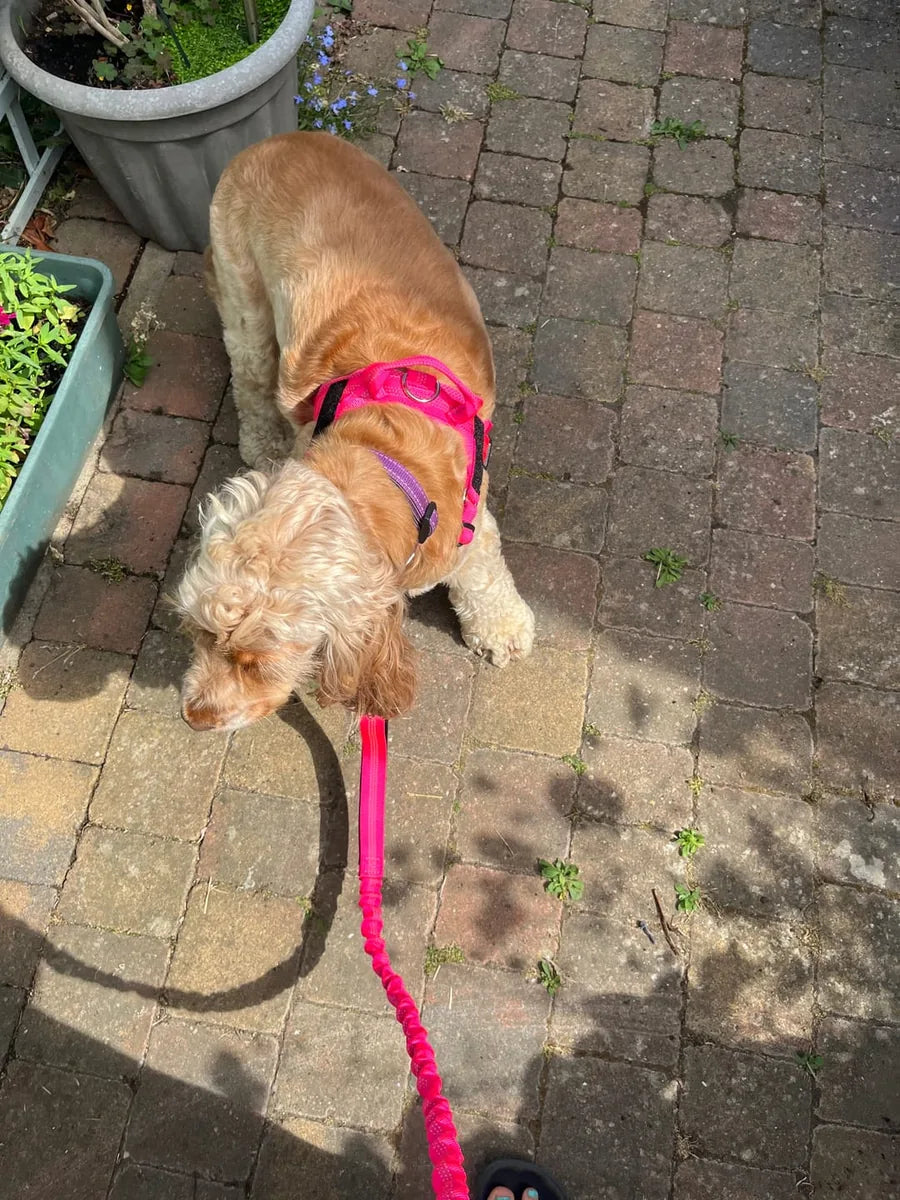 Foto di un cliente con il cane e la pettorina Brave Pet
