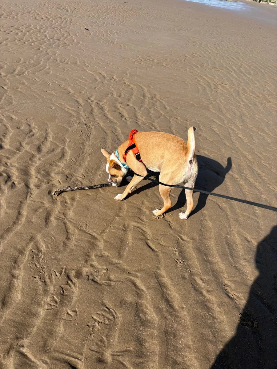 Foto di un cliente con il cane e la pettorina Brave Pet