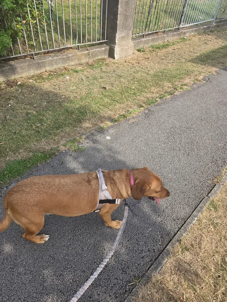 Foto di un cliente con il cane e la pettorina Brave Pet
