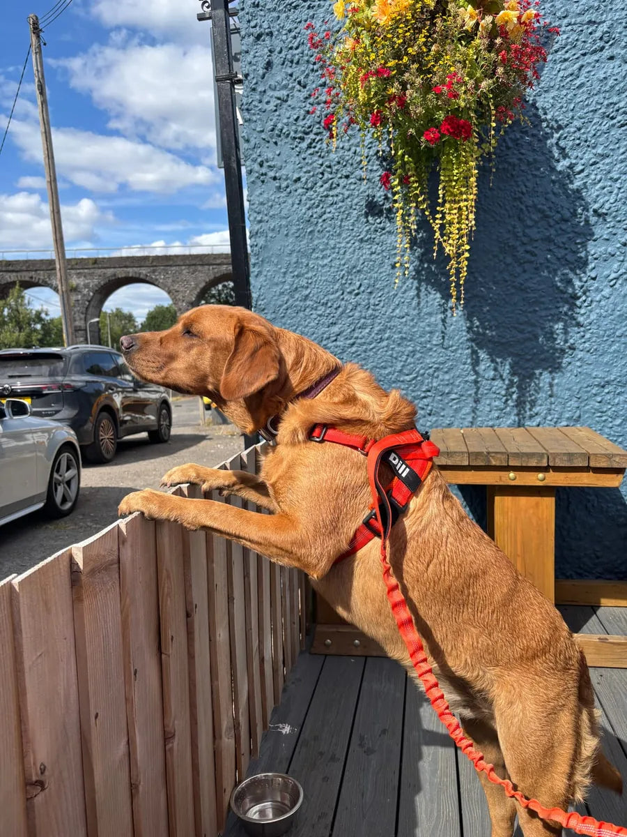 Foto di un cliente con il cane e la pettorina Brave Pet
