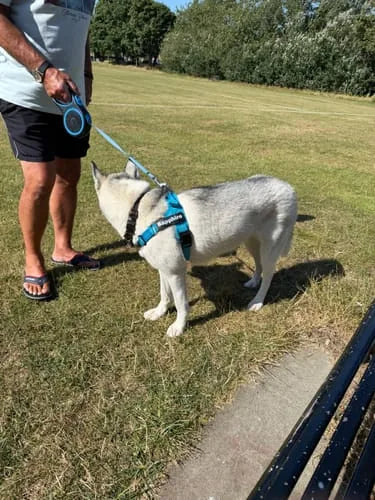 Foto di un cliente con il cane e la pettorina Brave Pet
