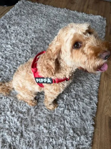 Foto di un cliente con il cane e la pettorina Brave Pet