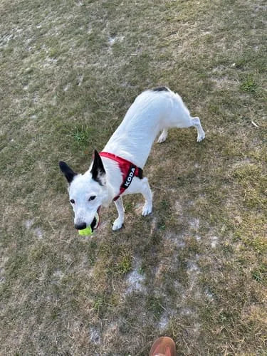 Foto di un cliente con il cane e la pettorina Brave Pet