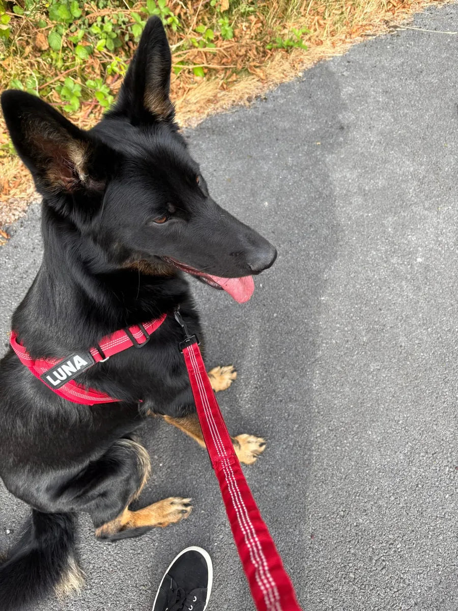Foto di un cliente con il cane e la pettorina Brave Pet