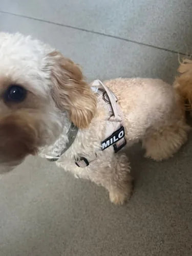 Foto di un cliente con il cane e la pettorina Brave Pet