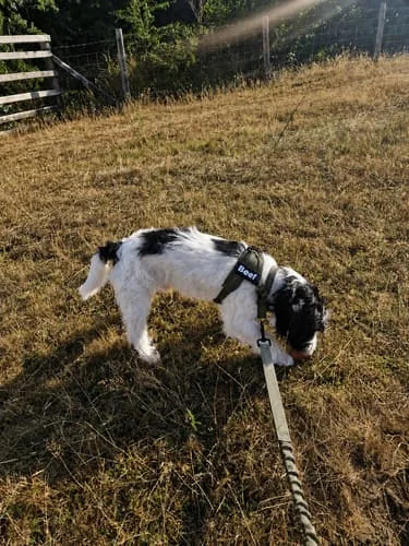 Foto di un cliente con il cane e la pettorina Brave Pet