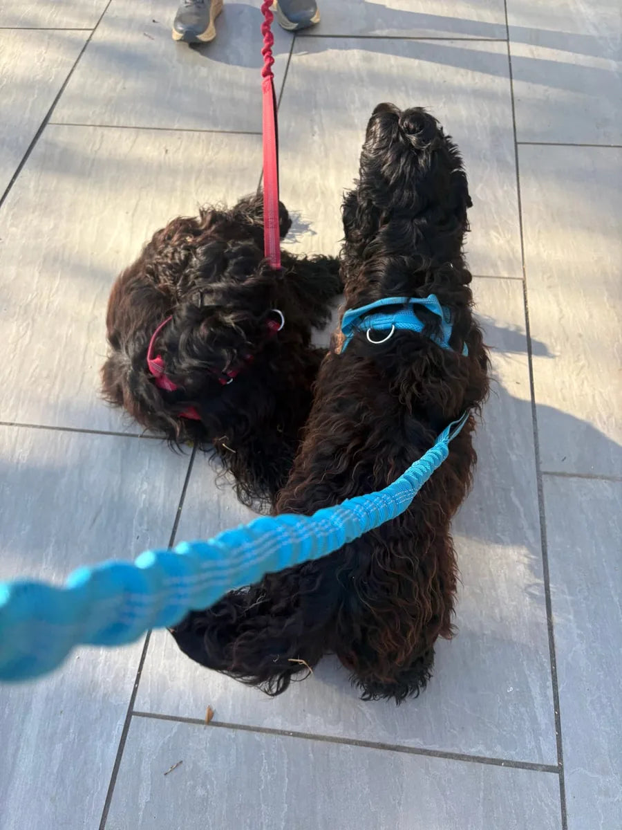 Foto di un cliente con il cane e la pettorina Brave Pet
